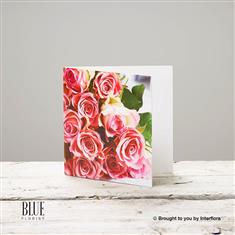 Pink Rose Greetings Card