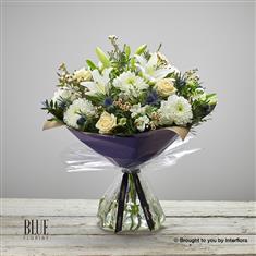 Extra Large Twinkling White's 22