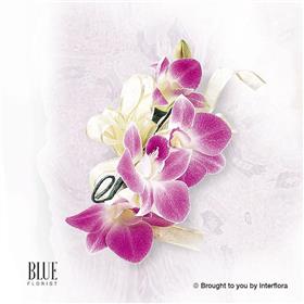 fwthumbdeep-purple-orchid-corsage.jpg