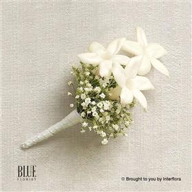 fwthumbsnow-white-wtephanotis-buttonhole.jpg